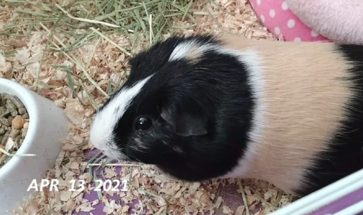 In loving memory of Athena, my guinea pig