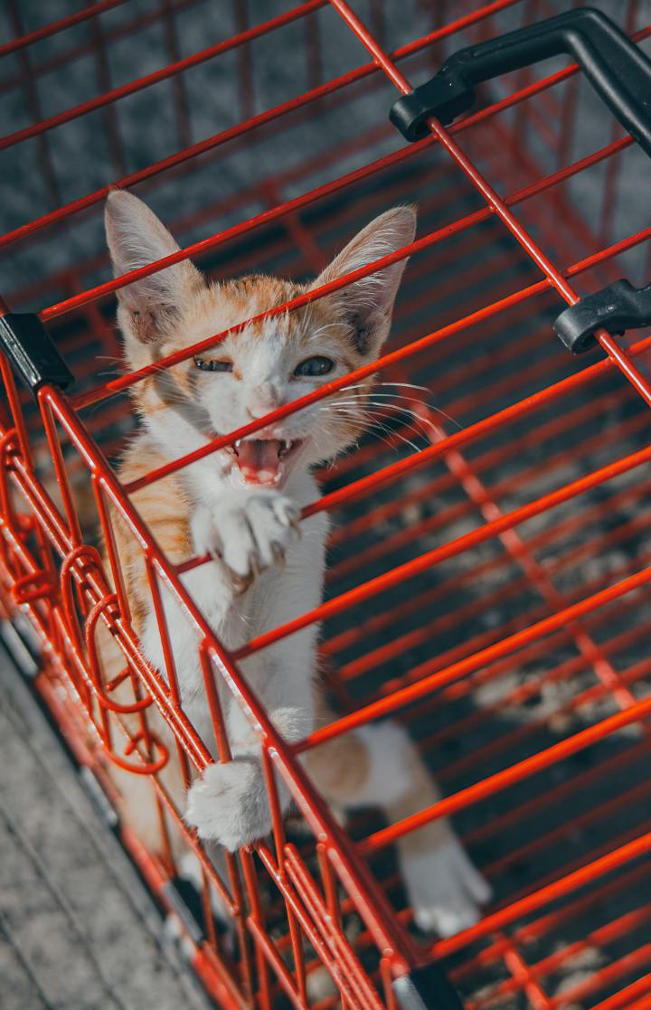 Ask a Cat Mom: “Should I put my cat in a cage?”